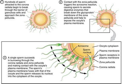 Fertilization — lesson. Science State Board, Class 10.