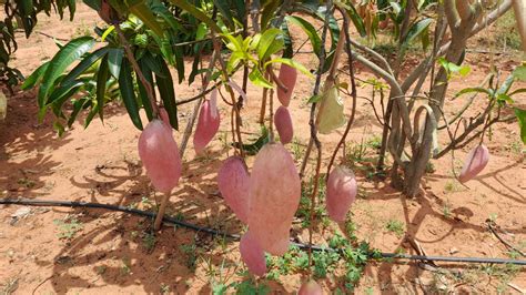 Red Ivory Mango Grafting-Fruit Plant & Tree– Exotic Flora