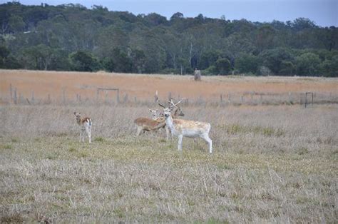 MESOPOTAMIA LODGE (Kempsey) - Lodge Reviews & Photos - Tripadvisor