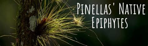 Pinellas Native Epiphytes: Zoom Webinar, December 20 2023 | Online ...
