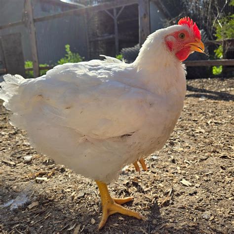 20 Best Broiler Chicken Breeds to Raise for Meat (With Pictures)