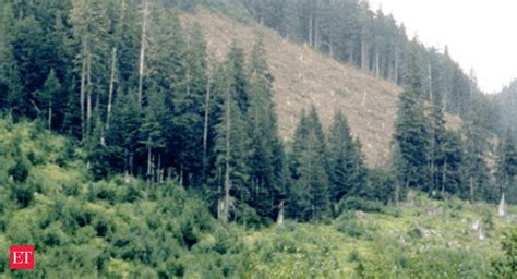Government to define pristine forests areas by month-end - The Economic ...