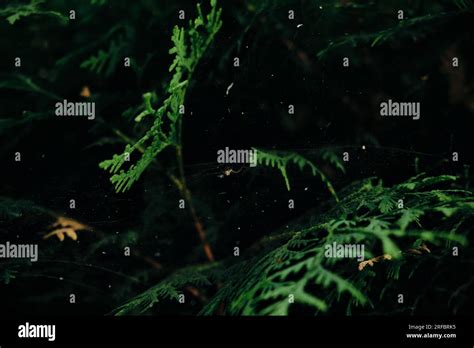 Image result for Spider Web Thread Lift Cost