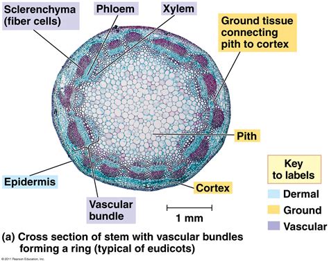 Vascular Bundle Labeled Plant Shoot System