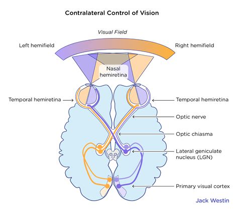 Image result for Contralateral Visual Field
