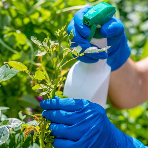 Tips for Creating a Lush Garden in a Tiny Space – Ecofynd