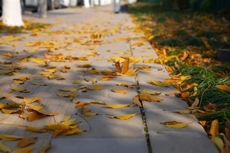 Image result for Ivry Python