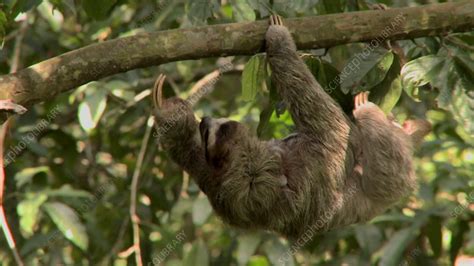 Sloth Climbing Tree 的图像结果