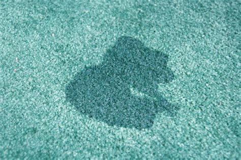 How to Remove Old Urine Stains from a Carpet | Life | Urine stains ...