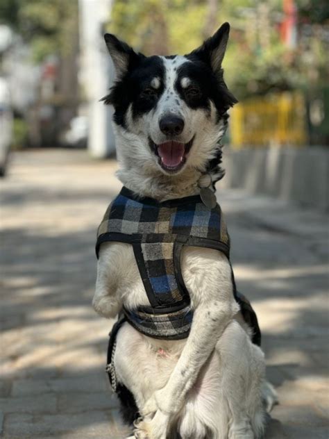 Oreo, Saket N-Block | Stray Buddy