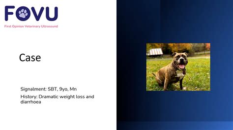 What Causes Intestinal Lymphoma In Dogs at Wendy Wier blog