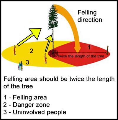 Image result for Tree Felling Injury