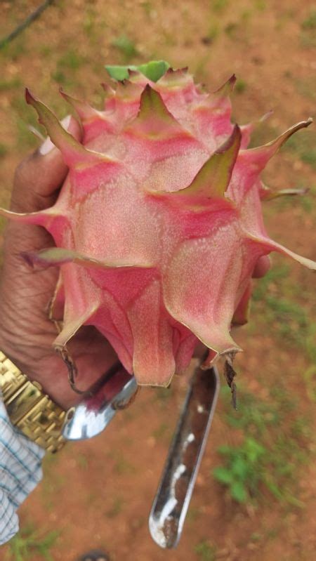 A Grade Dragon Fruit Manufacturers and Suppliers from Koppal