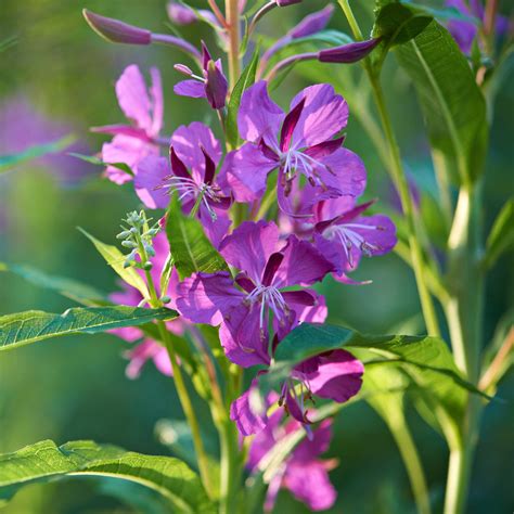 Fireweed Seeds (Epilobium angustifolium) - Vermont Wildflower Farm