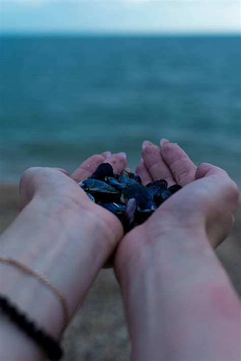 Sea Shells Collecting 的图像结果