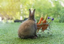 Image result for Baby Rabbit Growth Stages