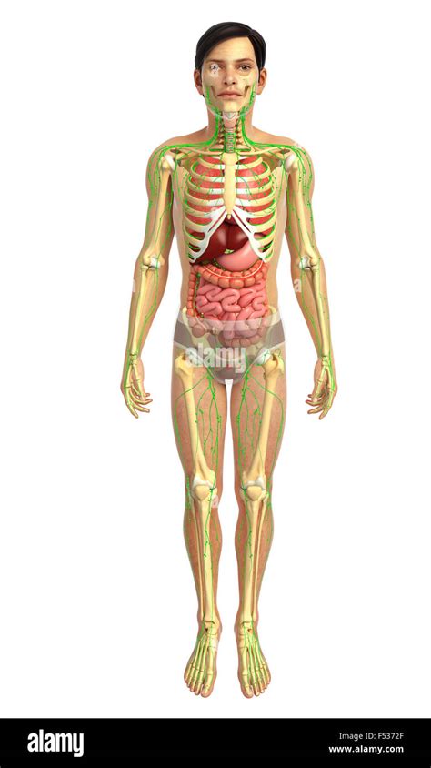 Science Human Body 的图像结果