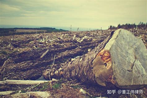 湖南一农民花钱买树木砍伐出售,未办理采伐许可证被判拘役 - 知乎