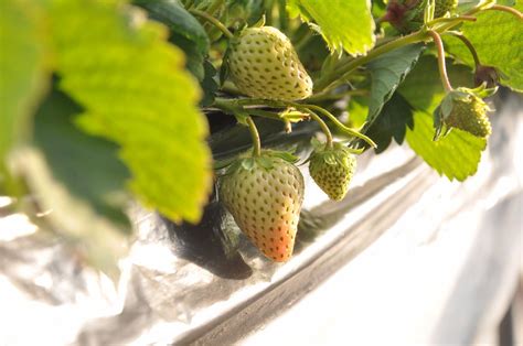 十二月份日光温室草莓管理技术 - 知乎
