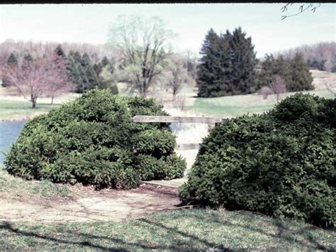 Picea abies (undetermined cultivar) - Norway spruce (undetermined ...