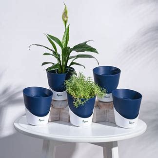 Atlantis Self Watering Planter - 4 Inch (Set of 5) – Ugaoo