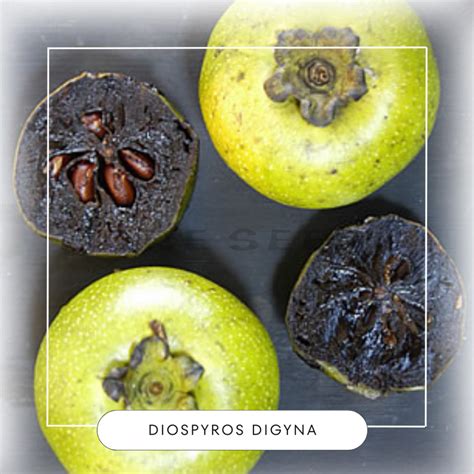 Diospyros digyna seeds (Black Sapote) • Rare Seeds ID - your seeds source