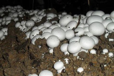 现代化蘑菇种植，给小伙带来1000万的产量收入_冯琪平
