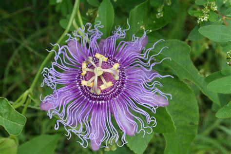 Native Vines To Florida