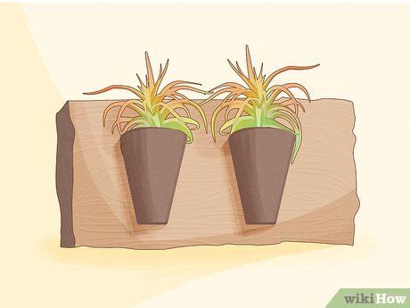 How to Display Air Plants On MDF 的图像结果