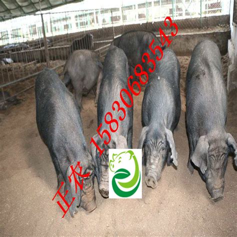 河北正农牧业有限公司|种猪繁育（黑猪保种）产品列表