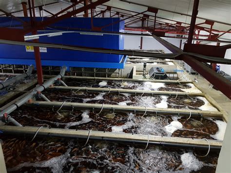 Aquaculture 的图像结果