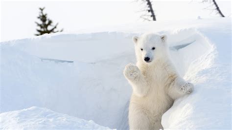 Arctic Ocean Animals And Plants