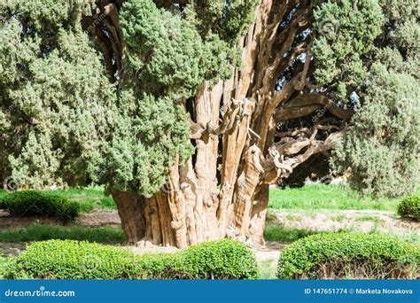 Trunk of Zoroastrian Cypress Tree of Abarkuh, Iran Stock Photo - Image of trunk, tree: 147651774