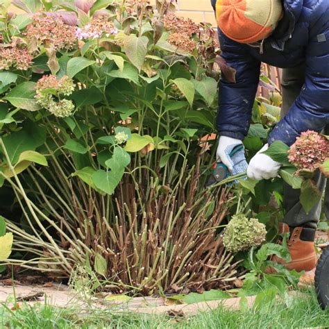 Fall Hydrangea Care - What To Do With Hydrangeas Before Winter!