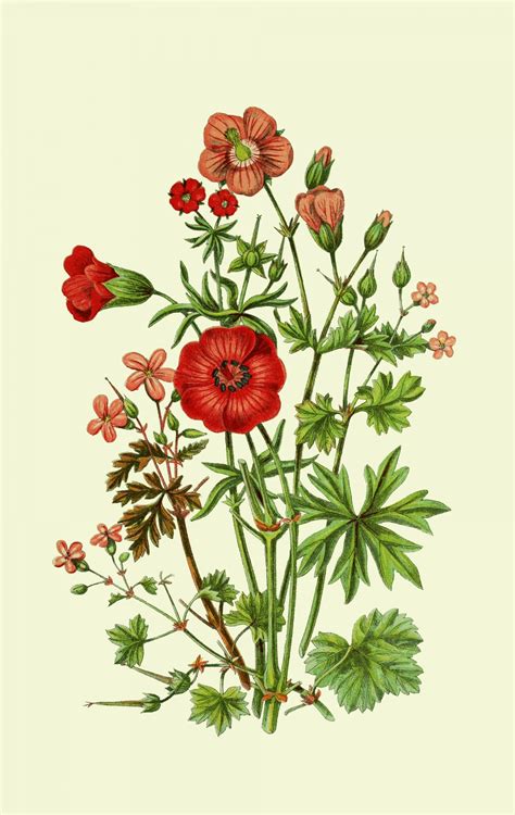 Wildflowers Vintage Botanical Art Free Stock Photo - Public Domain Pictures