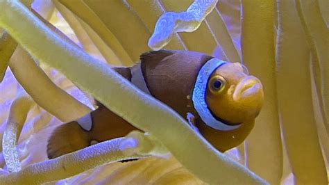 Image result for Poisson Clown