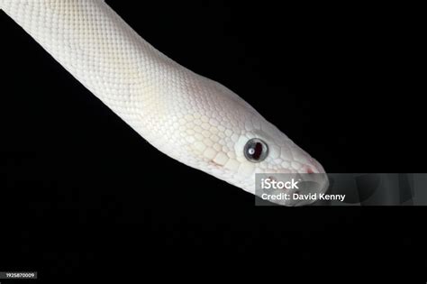 Image result for Blue Eyed Ball Python