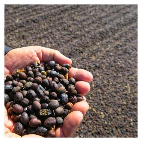 Natural Dry Coffee Processing Method PDF 的图像结果