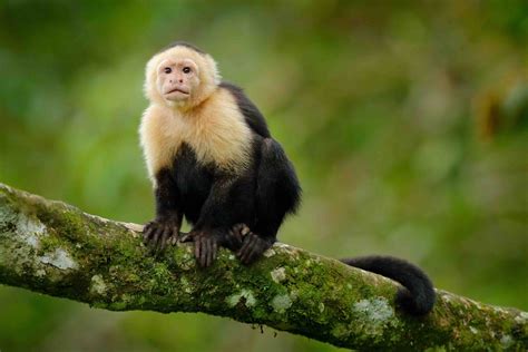19 Fascinating Capuchin Monkey Facts - Facts.net