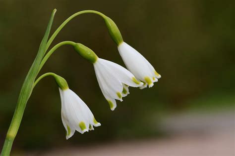 Genus Of Plants Commonly Known As Snowflakes