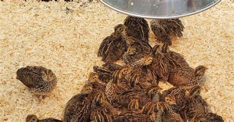 Image result for How to Brooder Quail Chicks