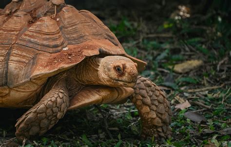 Image result for Free Arduino