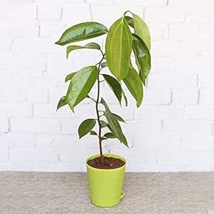 Tej Patta, Tamalpatra, Indian Bay Leaf Plant/size 18 to 24 Inches / 1 ...