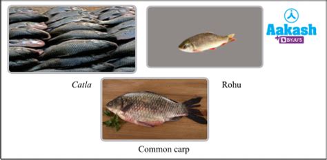 Fisheries: Meaning, Types & Importance of Fishes | AESL