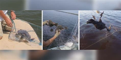 Environmentalists push to end the use of gill nets in NC