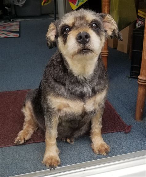 Paws 4 A Cure is an all-volunteer 501(c)(3) nonprofit organization that ...