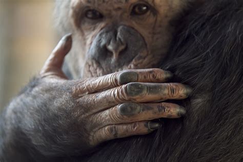 30 Interesting Chimpanzee Facts for Kids - ChildFun