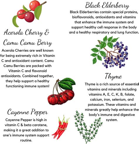 Buy Echinacea Goldenseal Capsules - 10 in 1 Immune Support Supplement ...