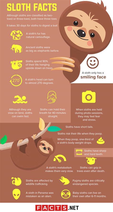 100 fun facts about sloths | bet on your luck Android IOS V- 1.87