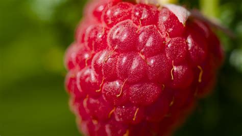 Download wallpaper 3840x2160 raspberry, red, macro, berry 4k uhd 16:9 ...